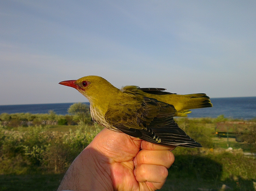 Eurasian Golden Oriole, Sundre 20120523